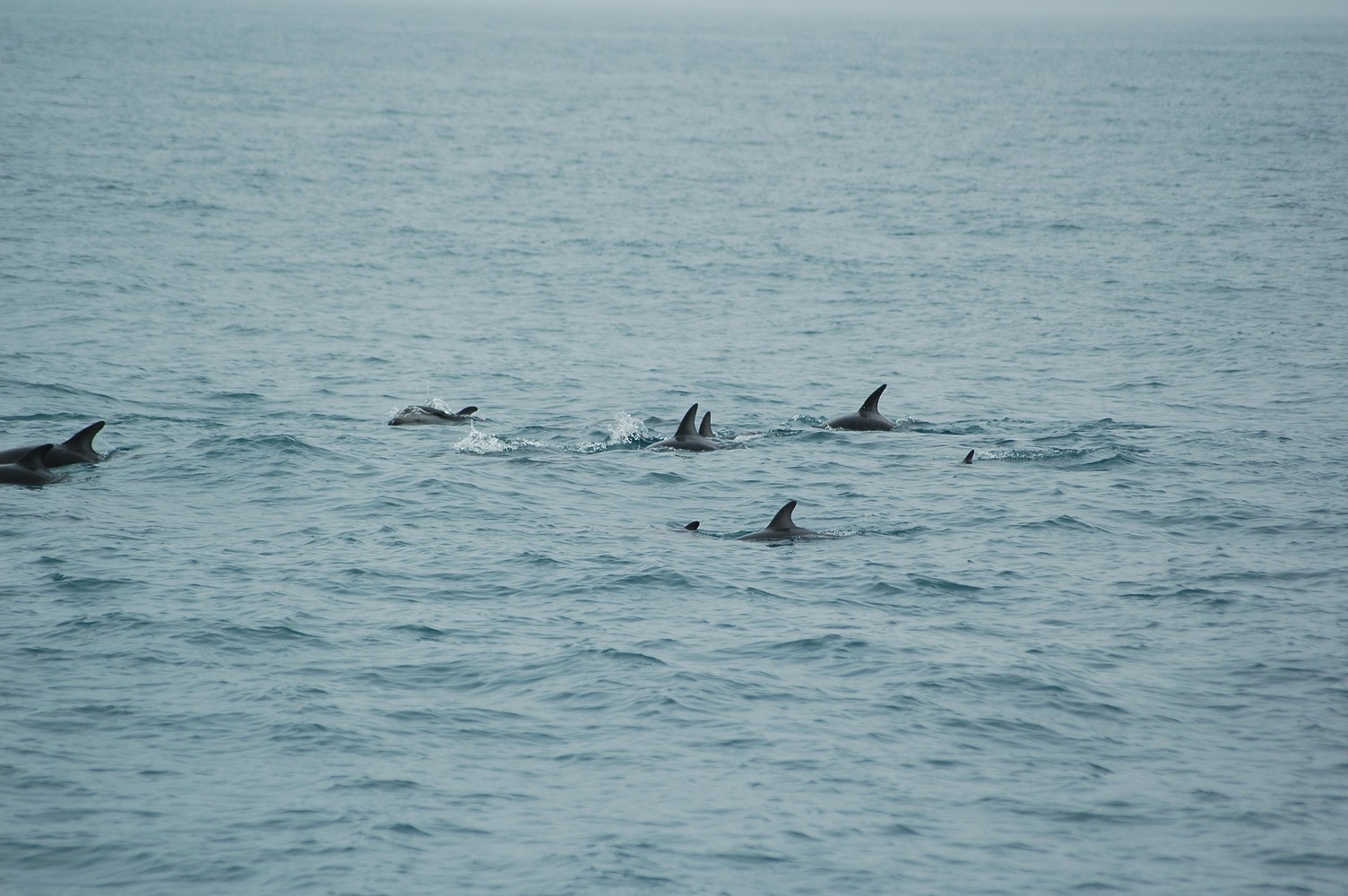 178   30 01   Kaikoura